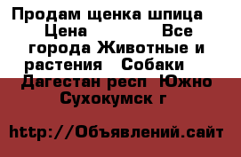 Продам щенка шпица.  › Цена ­ 15 000 - Все города Животные и растения » Собаки   . Дагестан респ.,Южно-Сухокумск г.